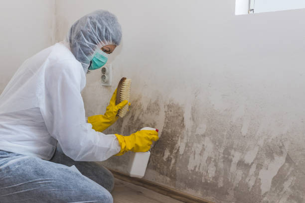 Best Black Mold Remediation in Yadkinville, NC