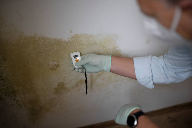 Best Insurance-Related Mold Remediation in Yadkinville, NC