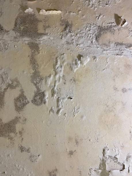 Best Localized Mold Remediation (e.g., coastal areas, humid climates) in Yadkinville, NC